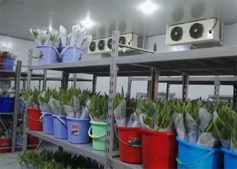 鲜花保鲜深夜免费网站建造