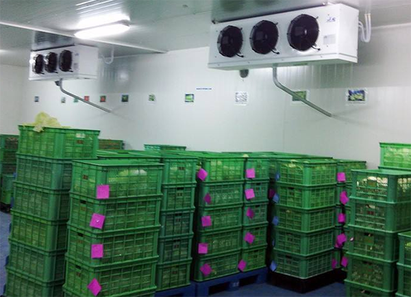 辣椒保鲜深夜免费网站建造